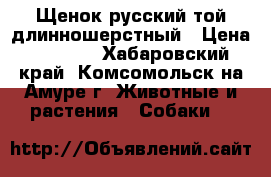 Щенок русский той длинношерстный › Цена ­ 7 000 - Хабаровский край, Комсомольск-на-Амуре г. Животные и растения » Собаки   